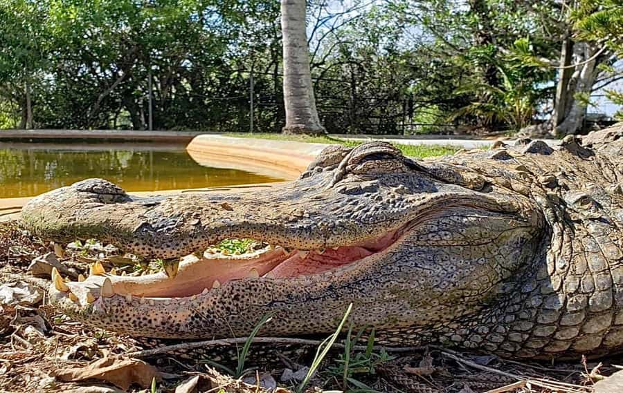 Miami: Original Everglades Airboat Tour & Interpretive area - Coopertown’s place in the Everglades story