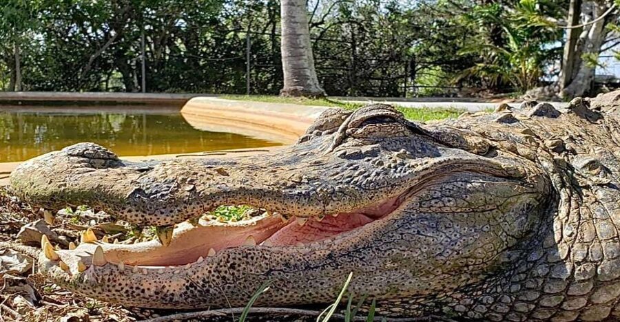 Miami: Original Everglades Airboat Tour & Interpretive area - Why the guides matter so much