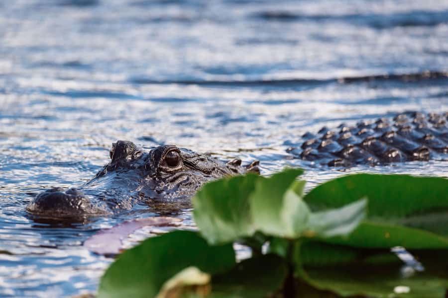Miami: Wild Everglades Airboat Ride and Gator Encounters - The family photo and what is included