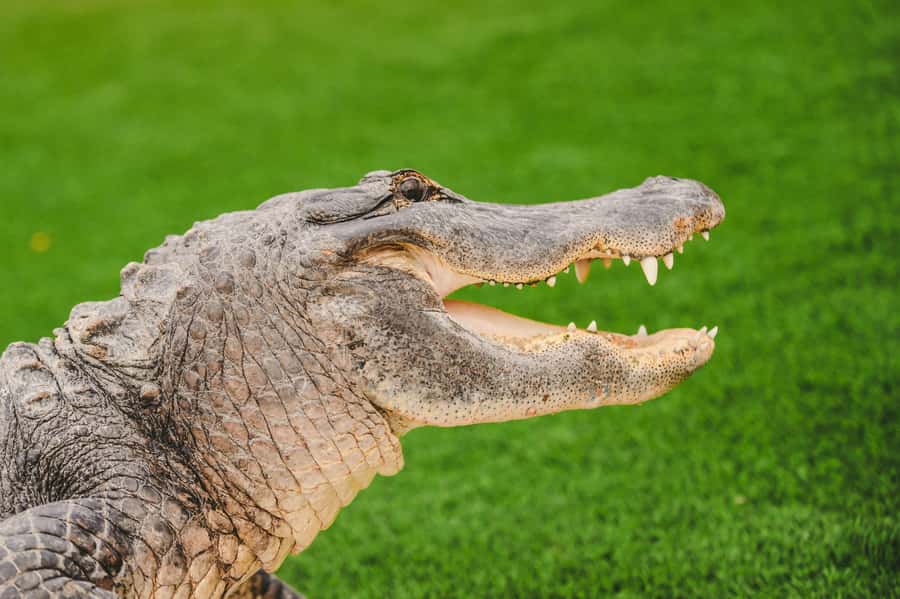 Miami: Wild Everglades Airboat Ride and Gator Encounters - Arriving at Everglades Holiday Park