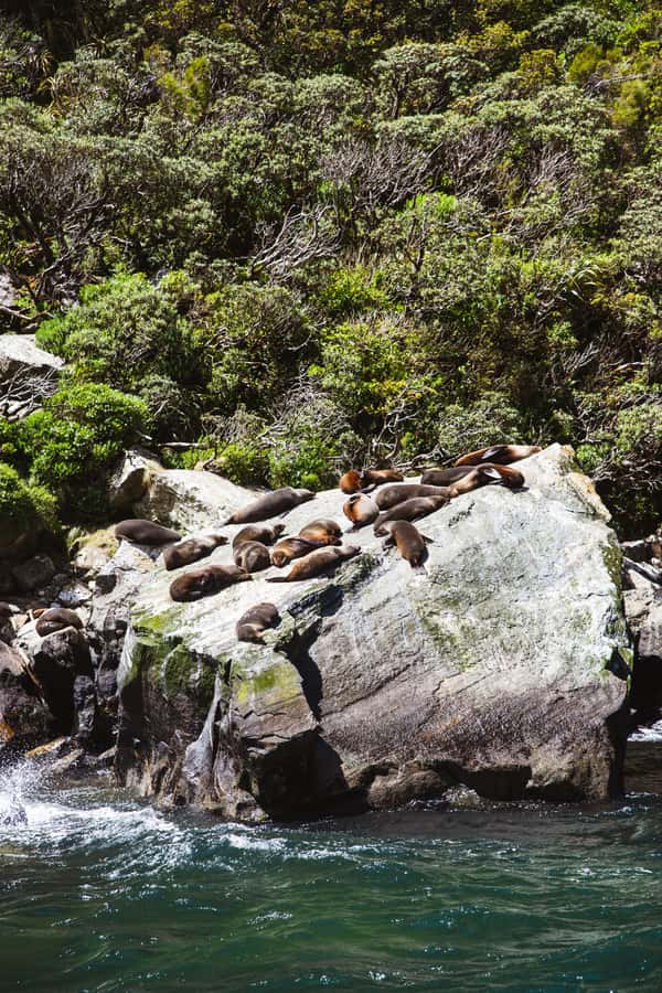 Milford Sound: 2-Hour Small Boat Scenic Cruise - Food, drinks, and what to bring