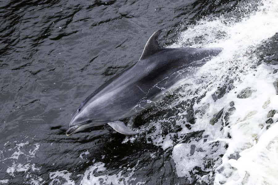Milford Sound: 2-Hour Wildlife & Nature Cruise - What the Two-Hour Milford Sound Cruise Covers