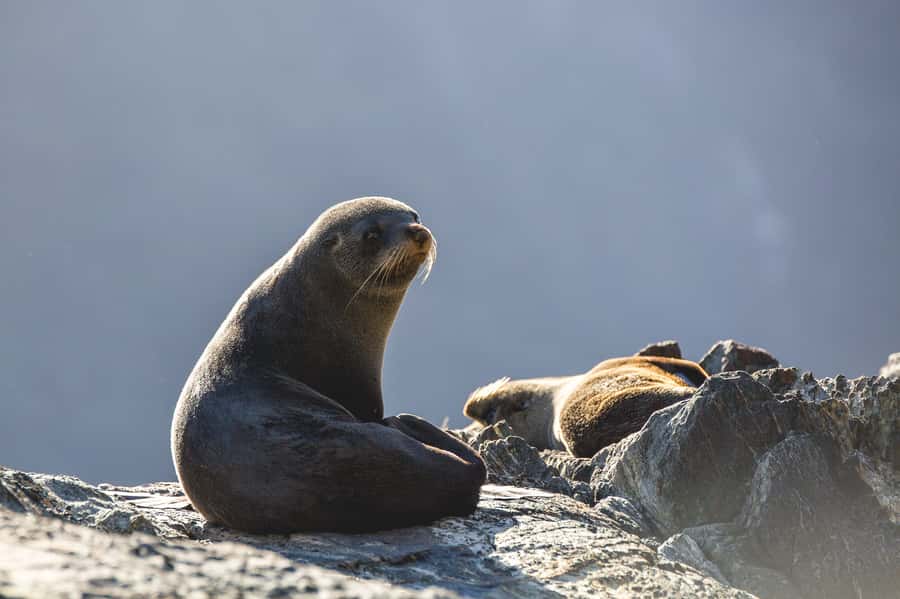 Milford Sound: 2-Hour Wildlife & Nature Cruise - Food, Coffee, and the Licensed Bar