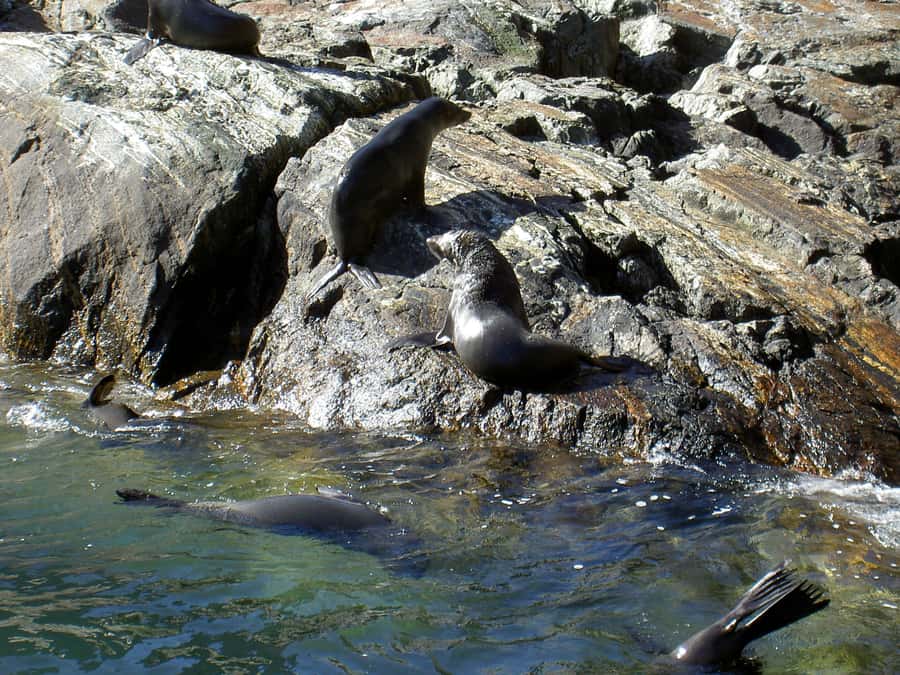 Milford Sound: Boutique Small-Boat Cruise - Check-in, parking, and practical planning
