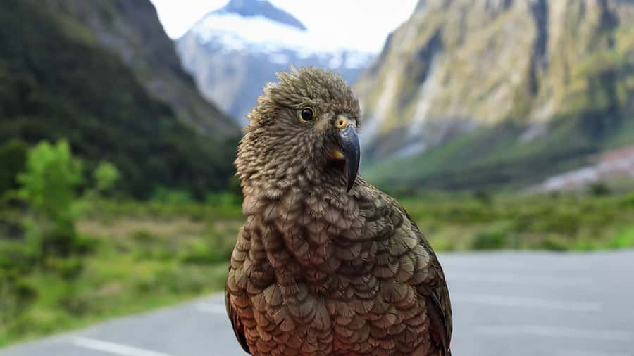 Milford Sound: Boutique Small-Boat Cruise - Weather changes the character of the cruise