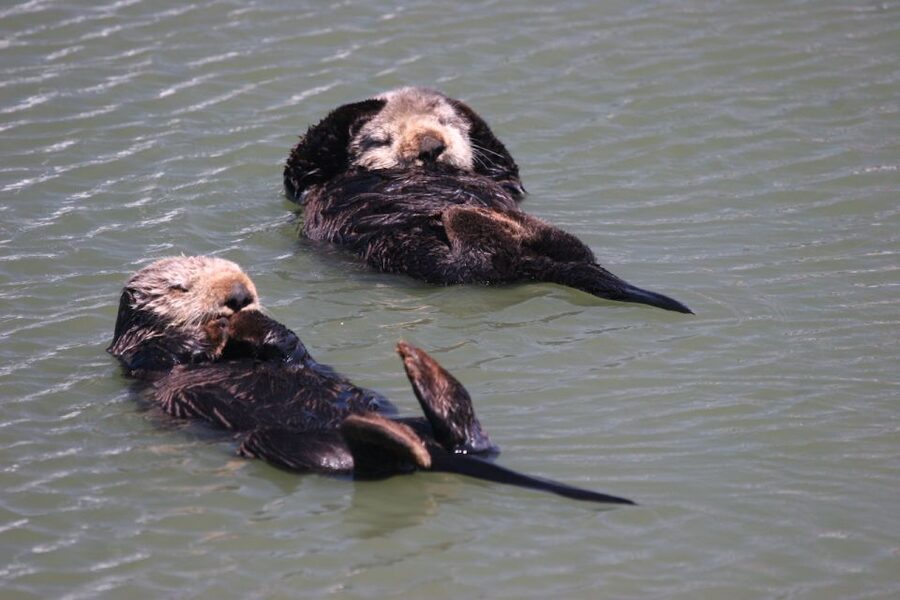 Monterey: Monterey Bay Dolphin and Whale Watching Boat Tour - Key points at a glance