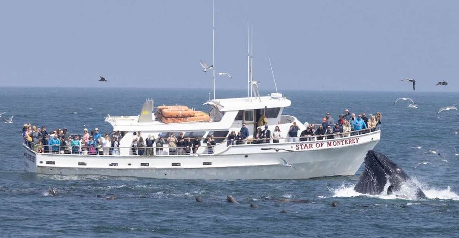 Monterey: Monterey Bay Dolphin and Whale Watching Boat Tour - Leaving Old Fisherman’s Wharf