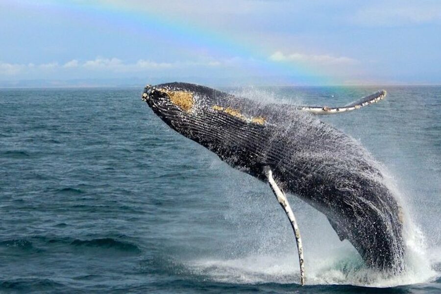 Monterey: Monterey Bay Dolphin and Whale Watching Boat Tour - Dolphins, orcas, seals, and smaller wildlife