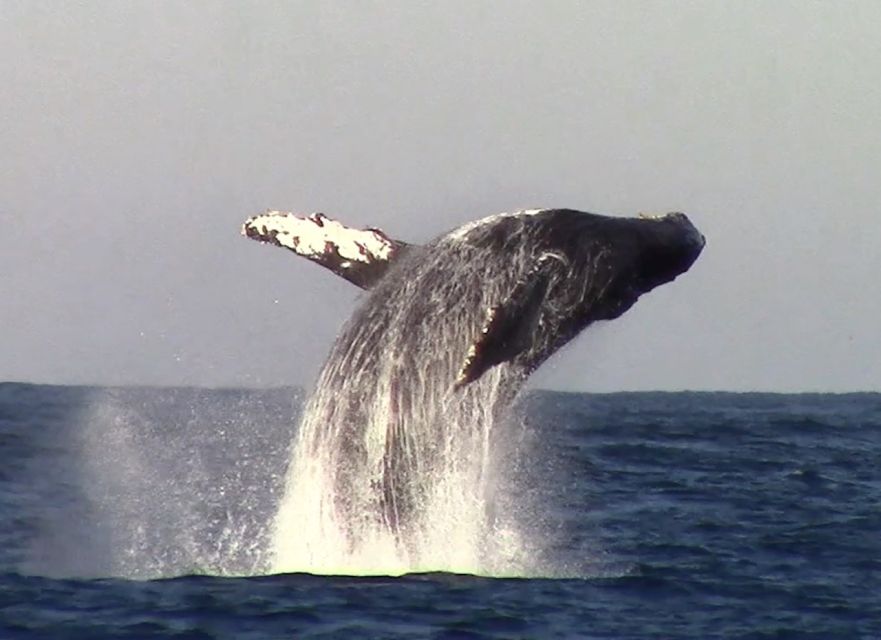 Monterey: Monterey Bay Dolphin and Whale Watching Boat Tour - Is three hours the right length?
