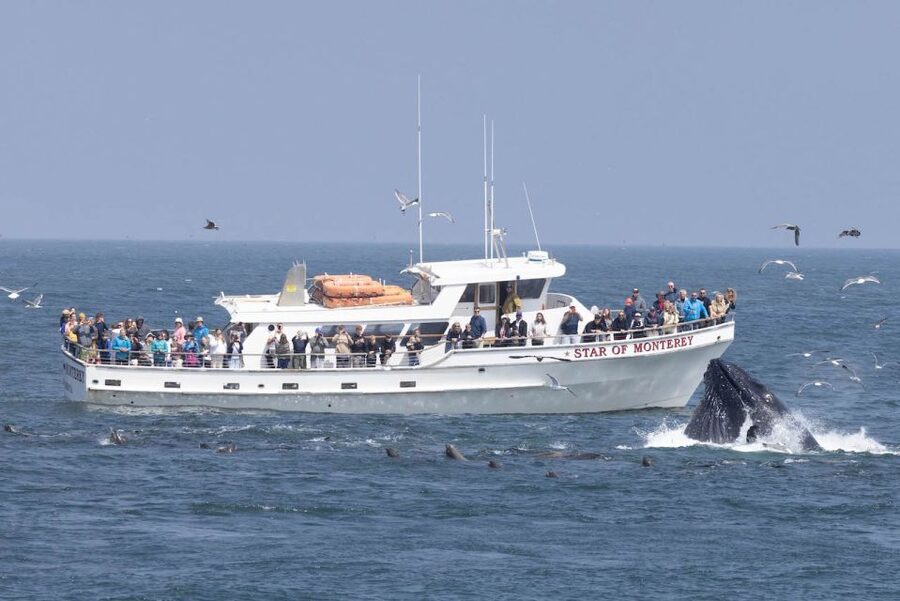 Monterey: Monterey Bay Dolphin and Whale Watching Boat Tour - The first ride across Monterey Bay