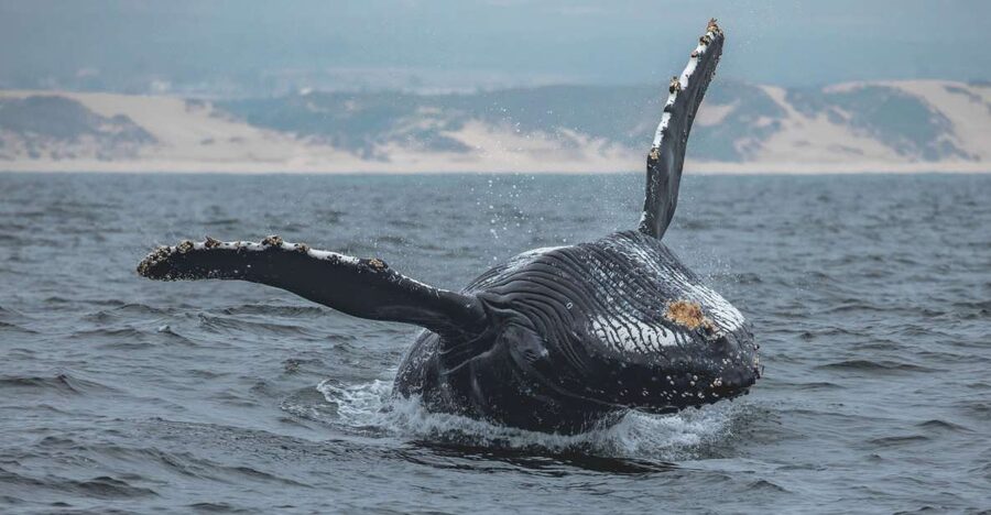 Monterey: Sunset Whale Watching Cruise with A Guide - Setting Out From Fisherman’s Wharf