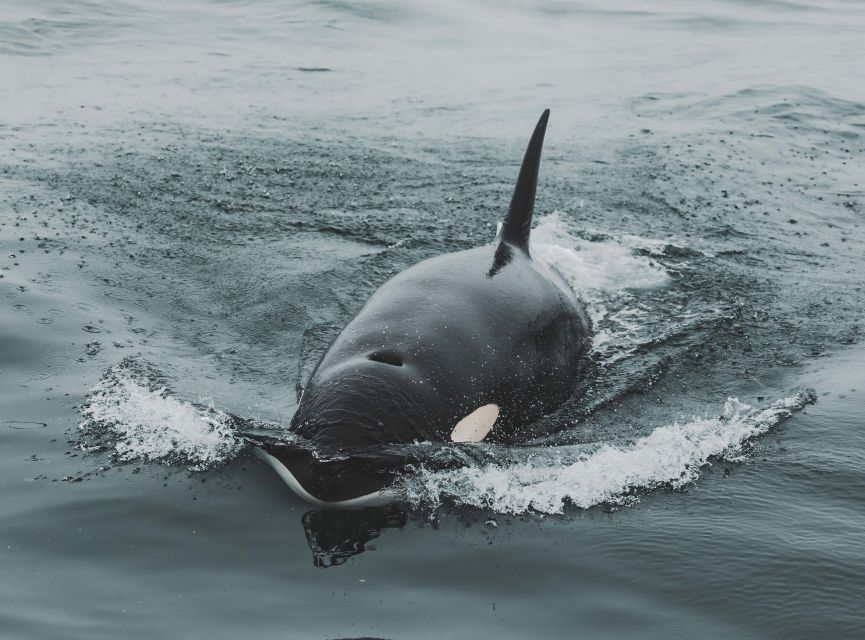 Monterey: Sunset Whale Watching Cruise with A Guide - Why Monterey Bay Is Such Good Whale Country