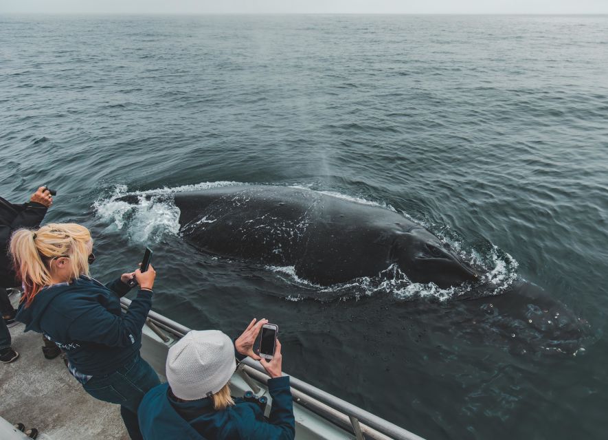 Monterey: Sunset Whale Watching Cruise with A Guide - The Naturalists Make the Difference