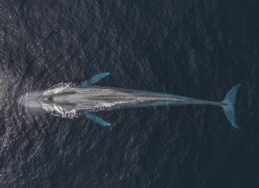 Monterey: Sunset Whale Watching Cruise with A Guide - What the Sunset Adds