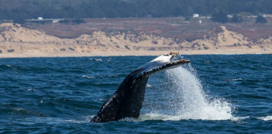 Monterey: Sunset Whale Watching Cruise with A Guide - Comfort, Motion, and Practical Limits