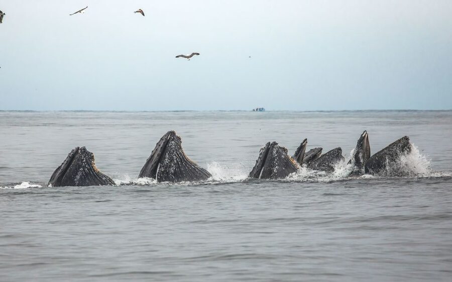 Monterey: Sunset Whale Watching Cruise with A Guide - How to Get the Most From Your Three Hours