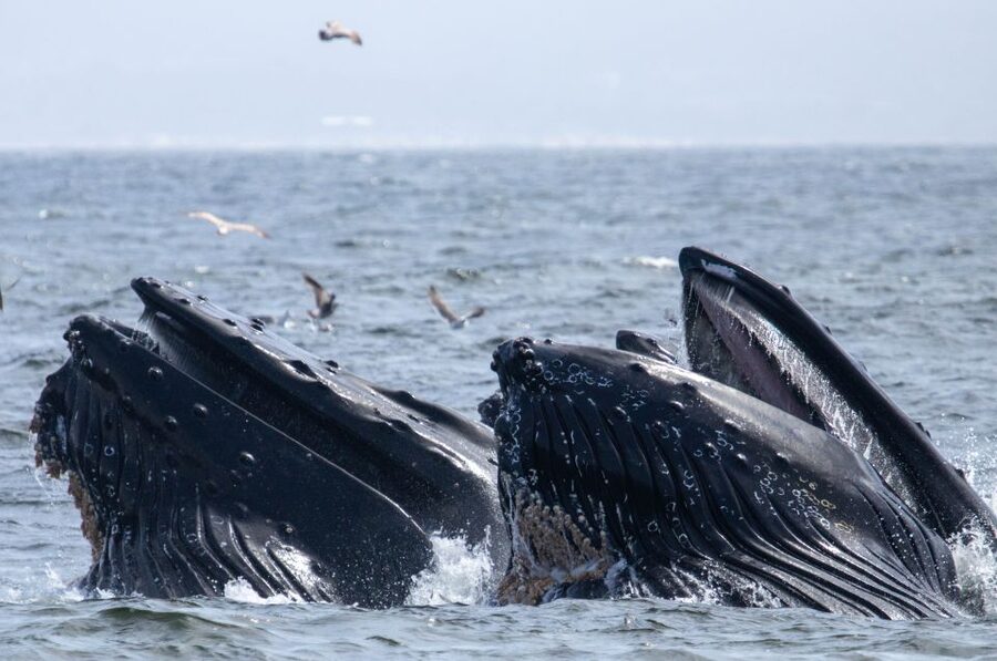 Monterey: Sunset Whale Watching Cruise with A Guide - Who Will Enjoy This Cruise Most?