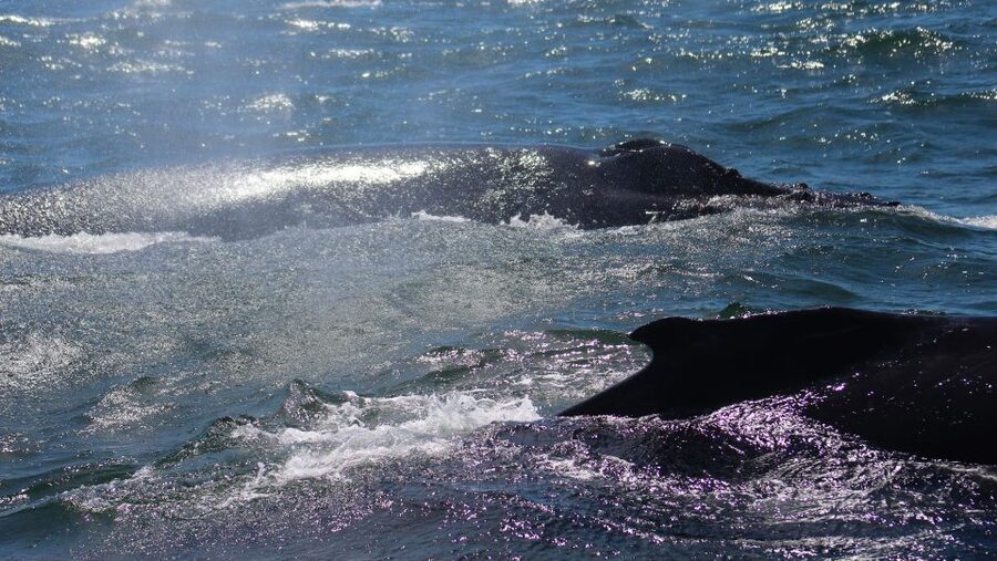 Monterey: Sunset Whale Watching Cruise with A Guide - Should You Book It?