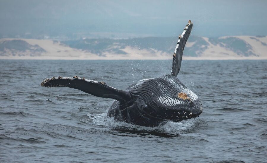 Monterey: Sunset Whale Watching Cruise with A Guide - Following the First Wildlife Sightings