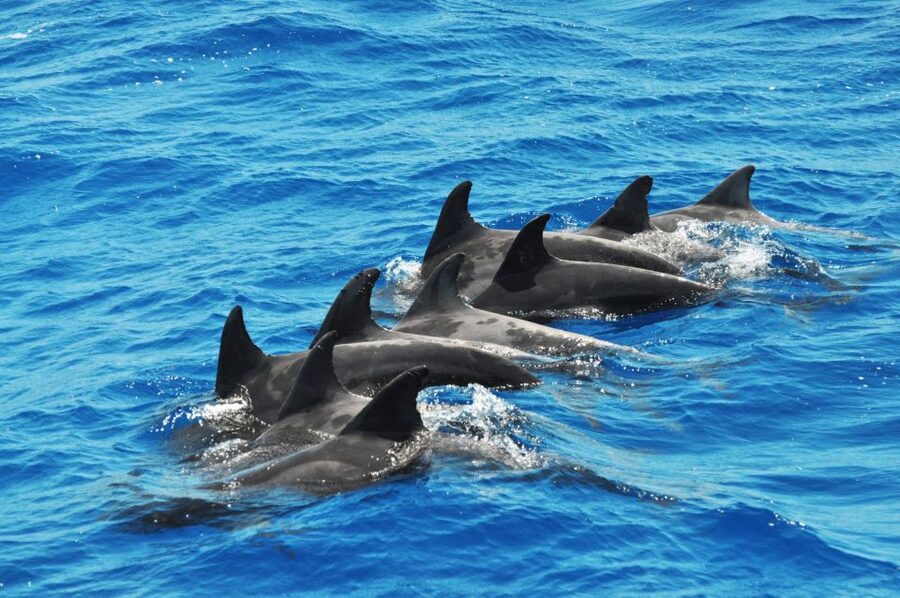 Morro Jable: Dolphin & Whale Watching Cruise, Drinks & Swim - The Jandia swim stop