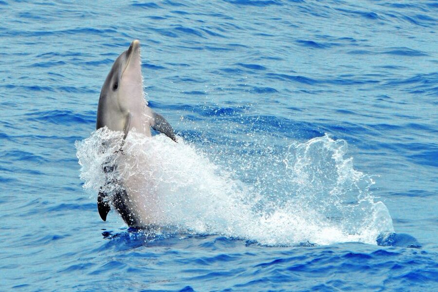 Morro Jable: Dolphin & Whale Watching Cruise, Drinks & Swim - Drinks, comfort, and what is not included