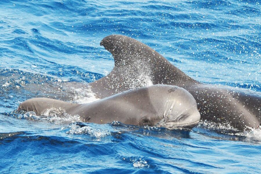 Morro Jable: Dolphin & Whale Watching Cruise, Drinks & Swim - Is $58 good value for two hours?