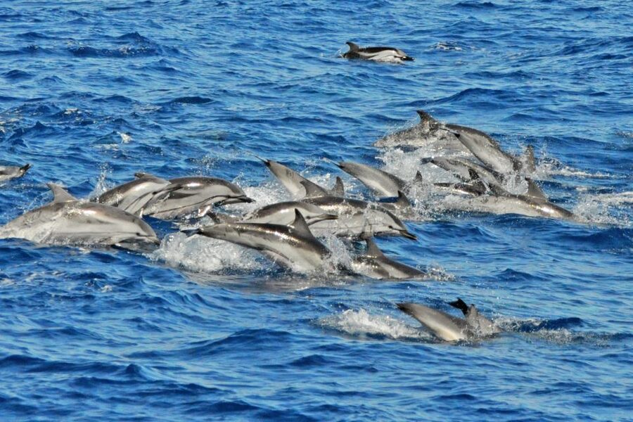 Morro Jable: Dolphin & Whale Watching Cruise, Drinks & Swim - Who should book this cruise?