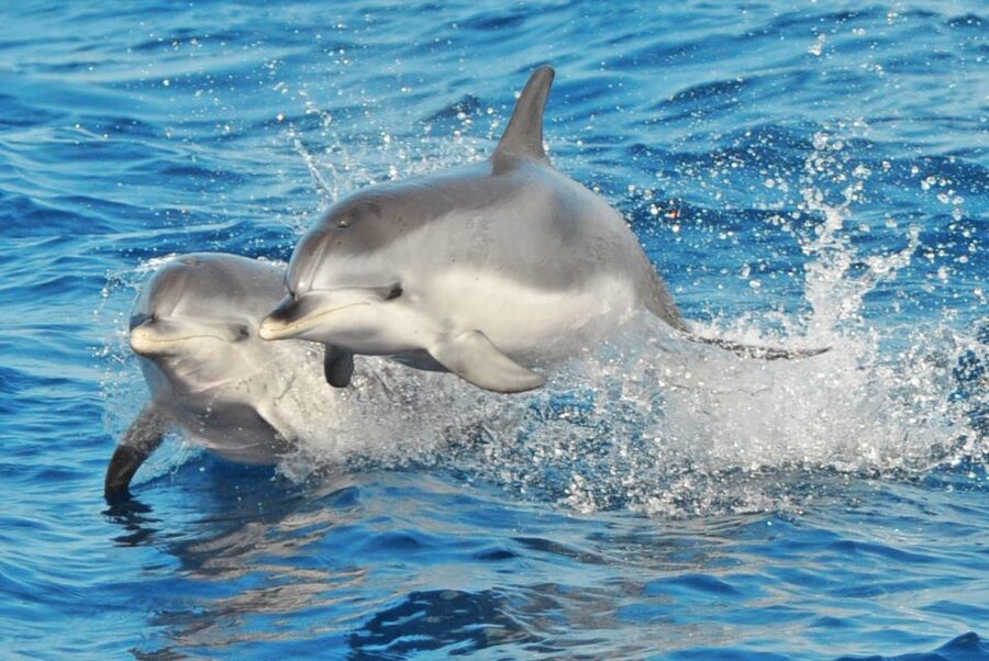 Morro Jable: Dolphin & Whale Watching Cruise, Drinks & Swim - Searching for dolphins and whales off Fuerteventura