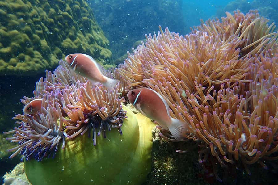 Mu Ko Ang Thong Park: Semi-private Sunset Cruise Tour - Snorkeling near Koh Wao