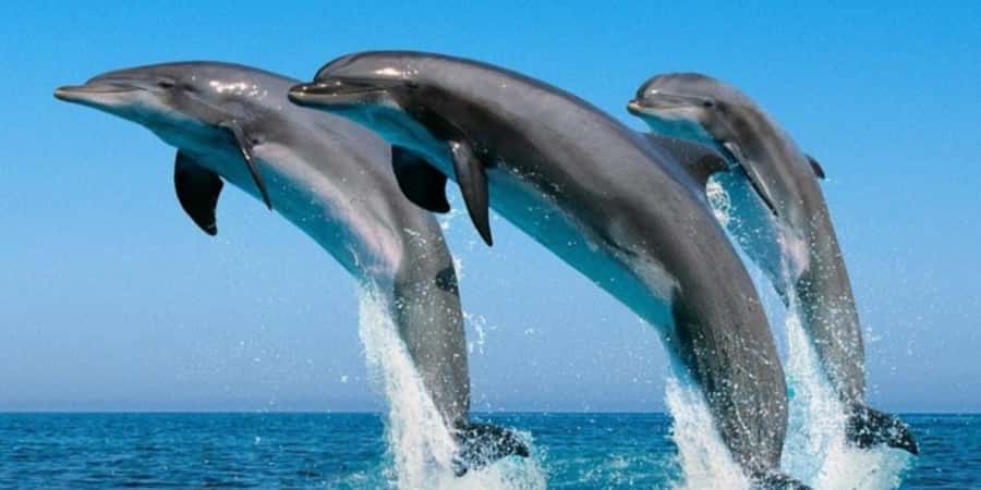 Muscat: Dolphin Watching Boat Tour - Leaving Marina Bandar Al Rowdha for the Arabian Sea