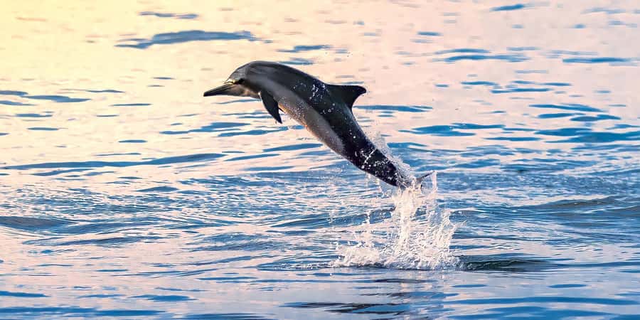 Muscat: Dolphin Watching Boat Tour - Finding dolphins beyond Muscat’s harbor