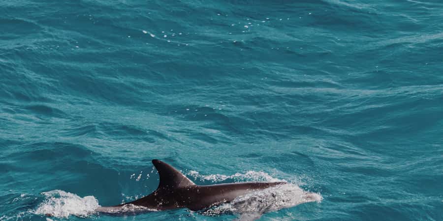 Muscat: Dolphin Watching Boat Tour - A modern boat with room for a proper look around