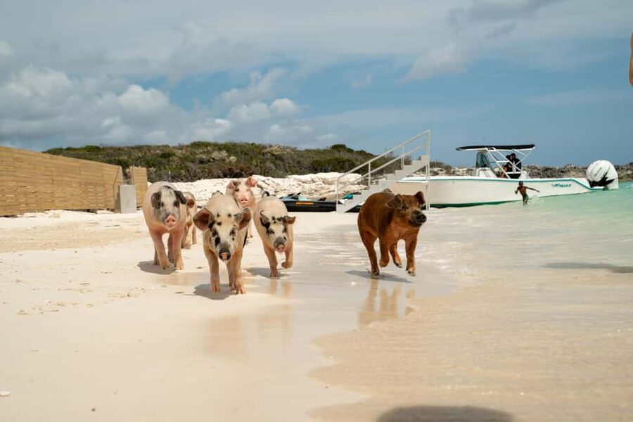 Nassau: Swimming Pigs, Snorkeling, Lunch, & Beach Boat Tour - Who Should Book This Excursion?