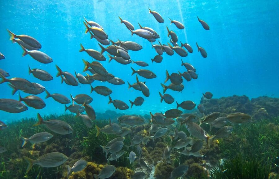 Nerja-Maro: Snorkeling & Sea Scooter Speedboat Trip - GoPro photos and videos