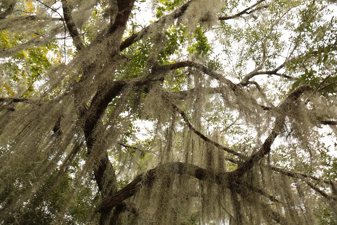 New Orleans Airboat Ride - From New Orleans to Lafitte in About 75 Minutes
