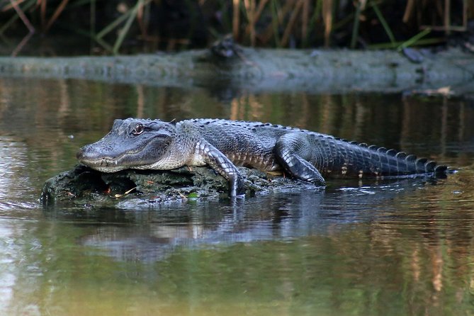 New Orleans Airboat Ride - Local Captains Make the Difference