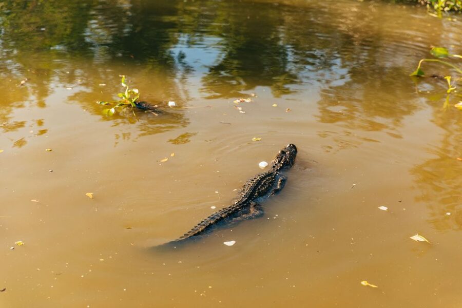 New Orleans: Guided Swamp Cruise by Tour Boat - Leaving New Orleans for the Barataria Swamps