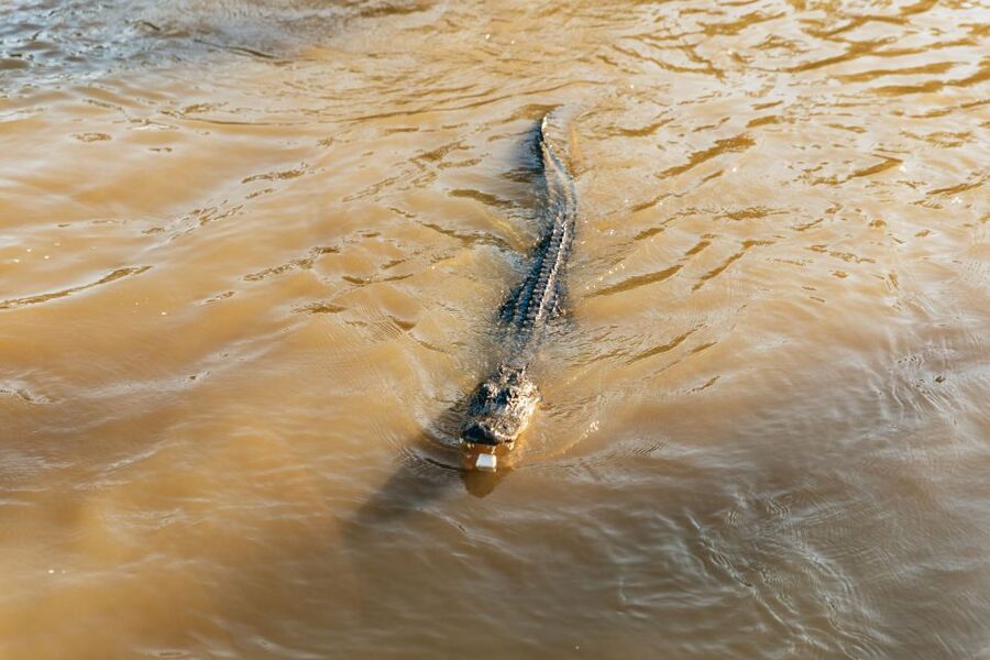 New Orleans: Guided Swamp Cruise by Tour Boat - What you see during the 100-minute cruise