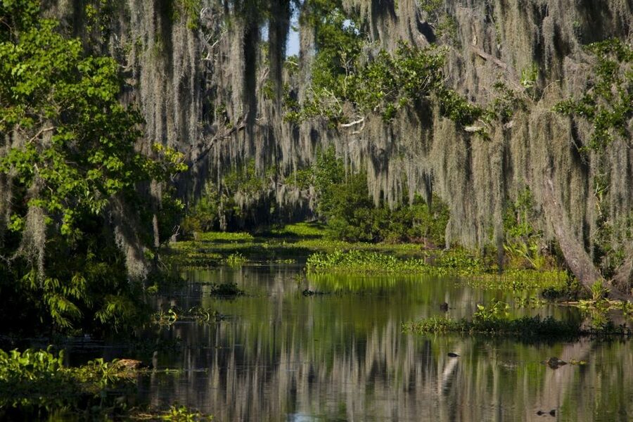 New Orleans: High Speed 16 Passenger Airboat Ride - Key points before you book