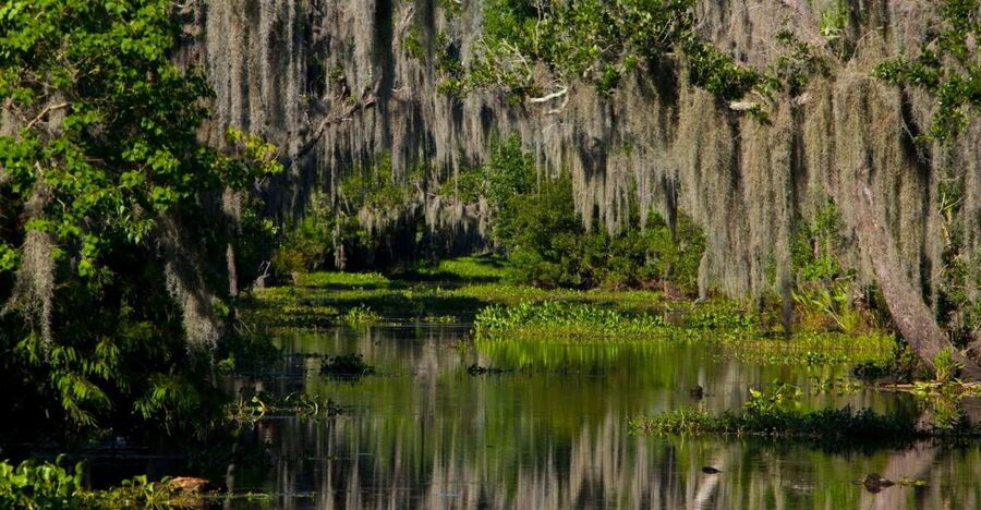 New Orleans: High Speed 16 Passenger Airboat Ride - From New Orleans hotels to the swamp dock
