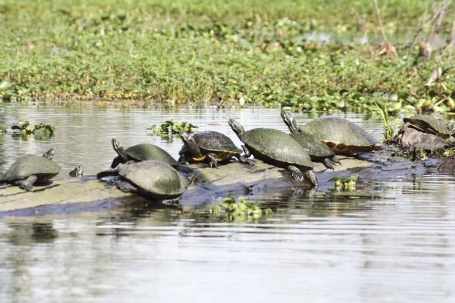 New Orleans: High Speed 16 Passenger Airboat Ride - Who should take this airboat tour?