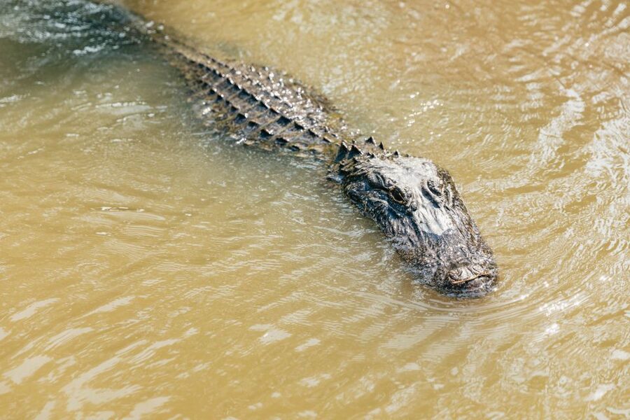 New Orleans: High Speed 9 Passenger Airboat Tour - The key points at a glance