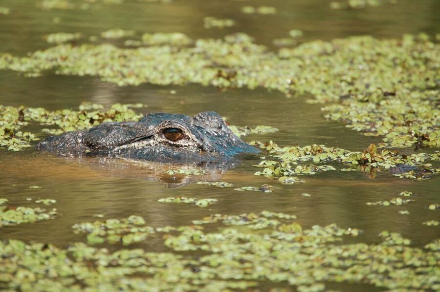 New Orleans: High Speed 9 Passenger Airboat Tour - Who should book this airboat tour?