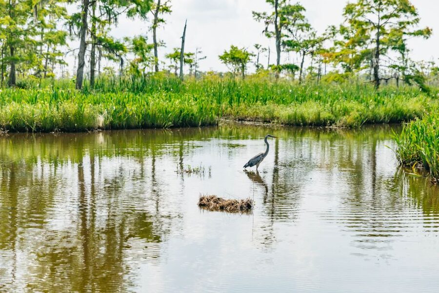 New Orleans: High Speed 9 Passenger Airboat Tour - More than gators: birds and smaller animals
