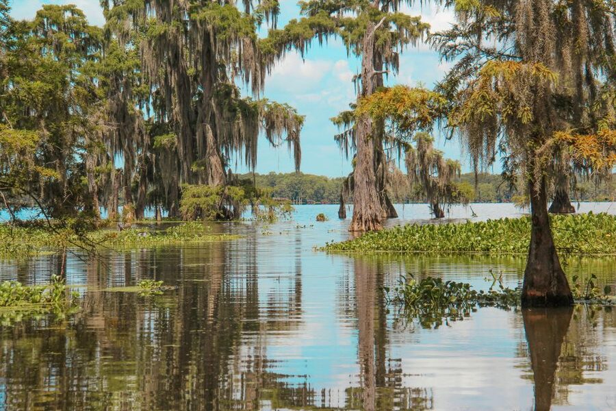 New Orleans: High Speed 9 Passenger Airboat Tour - Cajun stories and wetland life