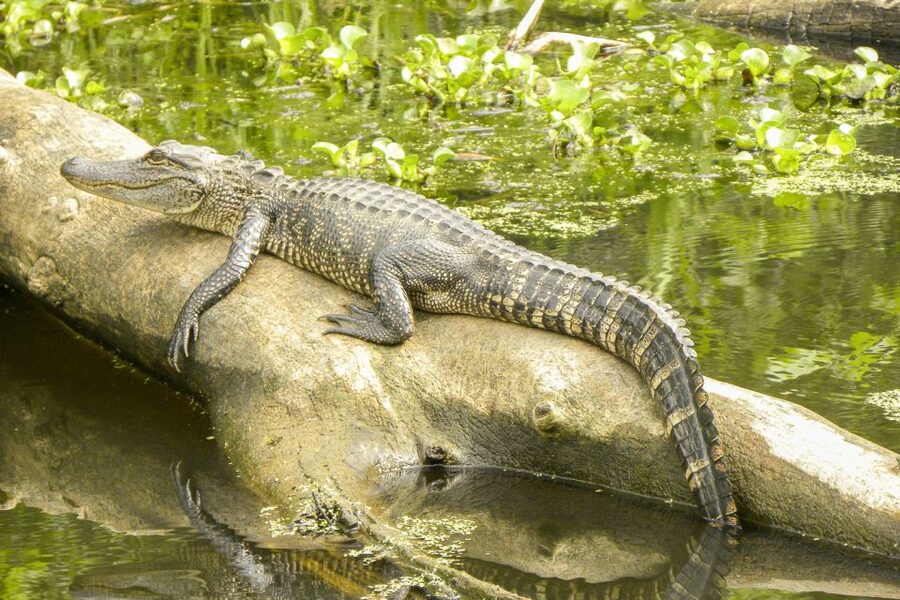New Orleans Manchac Bayou Swamp Cruise W/ Optional Pick-Up - Leaving New Orleans for Cajun Country