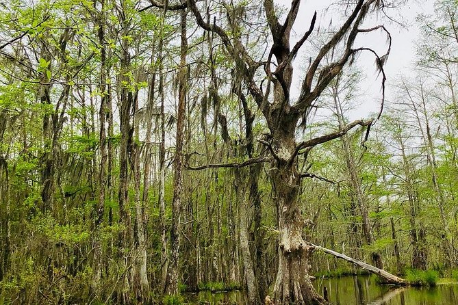 New Orleans Self-Transport Swamp and Bayou Boat Tour - Why Honey Island Swamp is worth the trip from New Orleans