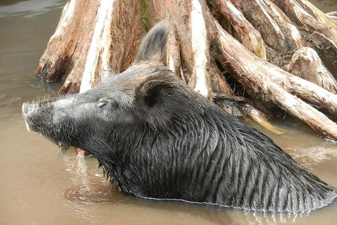 New Orleans Self-Transport Swamp and Bayou Boat Tour - Cajun culture beyond the animal sightings