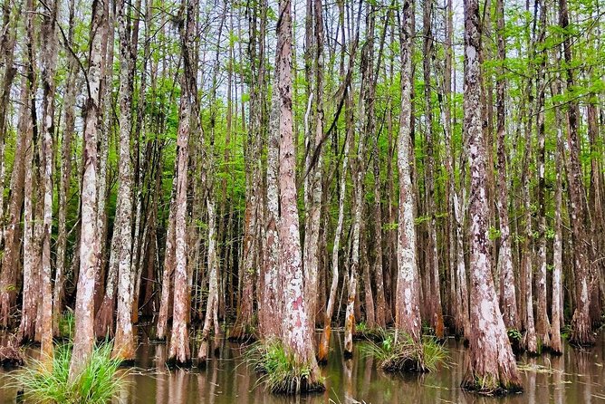 New Orleans Self-Transport Swamp and Bayou Boat Tour - Is $37.75 a good value?