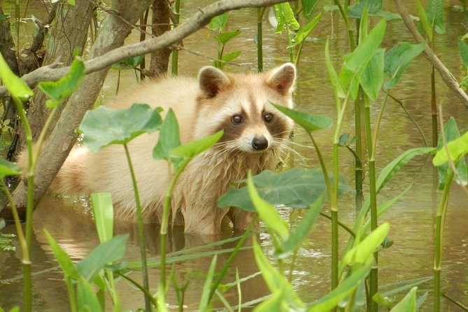 New Orleans Swamp and Bayou Boat Tour with Transportation - Timing, weather, and the best season